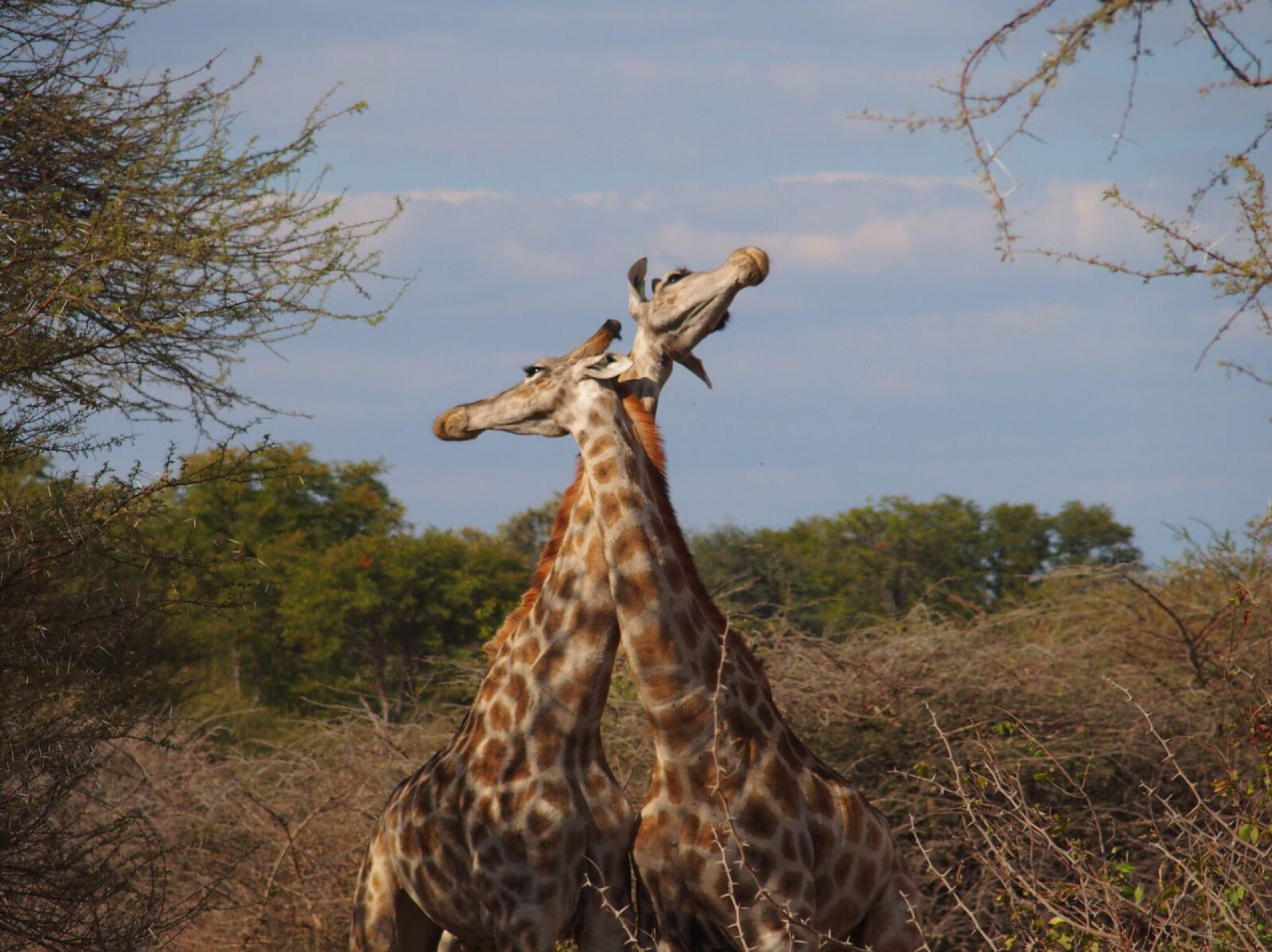SPLENDIDA NAMIBIA