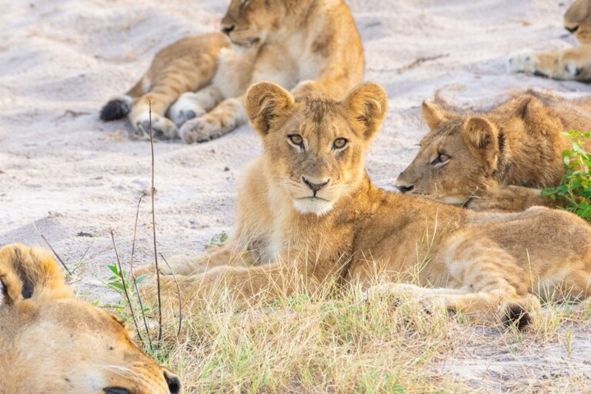 SPLENDIDA NAMIBIA