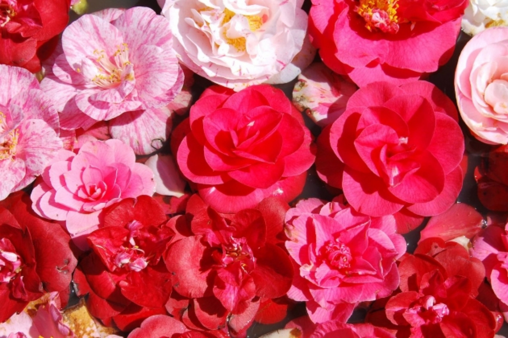 ANTICHE CAMELIE IN TOSCANA