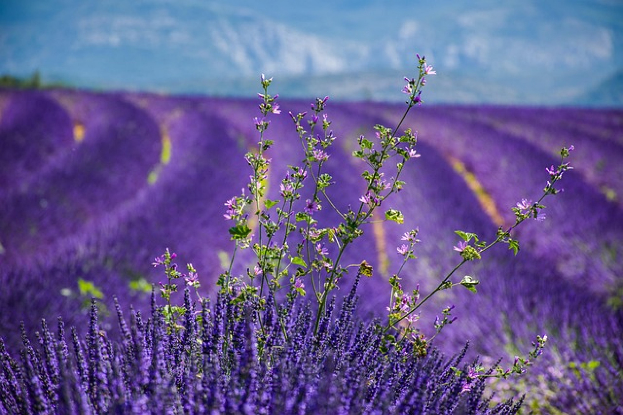 PROFUMO DI LAVANDA E GORGES DU VERDON